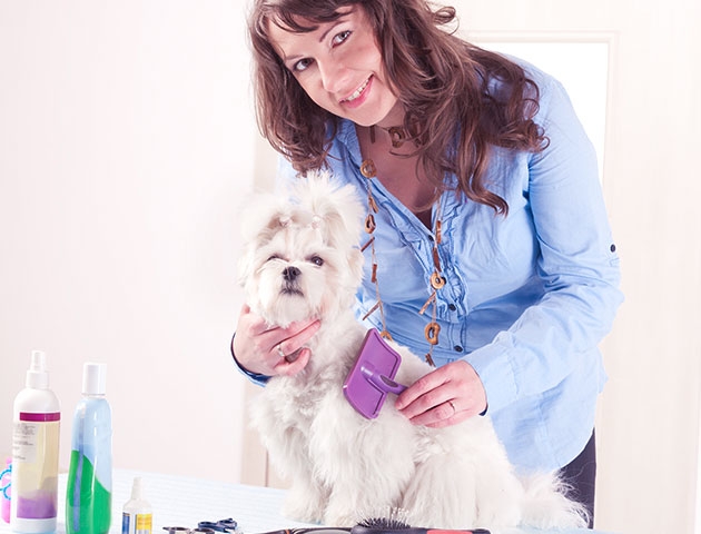 宠物美容师在沙龙刷狗。