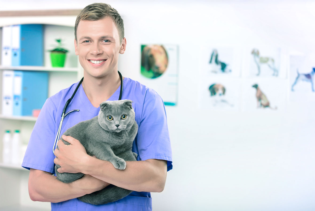 สัตวแพทย์ชายกำลังอุ้มแมวซึ่งเจ้าของจองบริการโดยใช้ระบบจอง Planfy