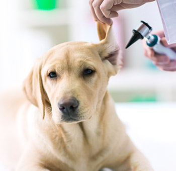 Ветеринарен лекар проверява ухото на кучето. 