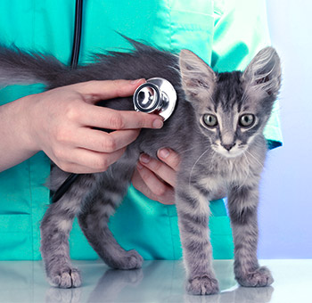 Veterinar testira mali mačić koji diše stetoskopom u veterinarskoj klinici.