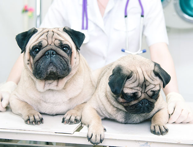 ორი ლეკვი ძაღლი ვეტერინარულ კლინიკაში შემოწმებას გადის. 